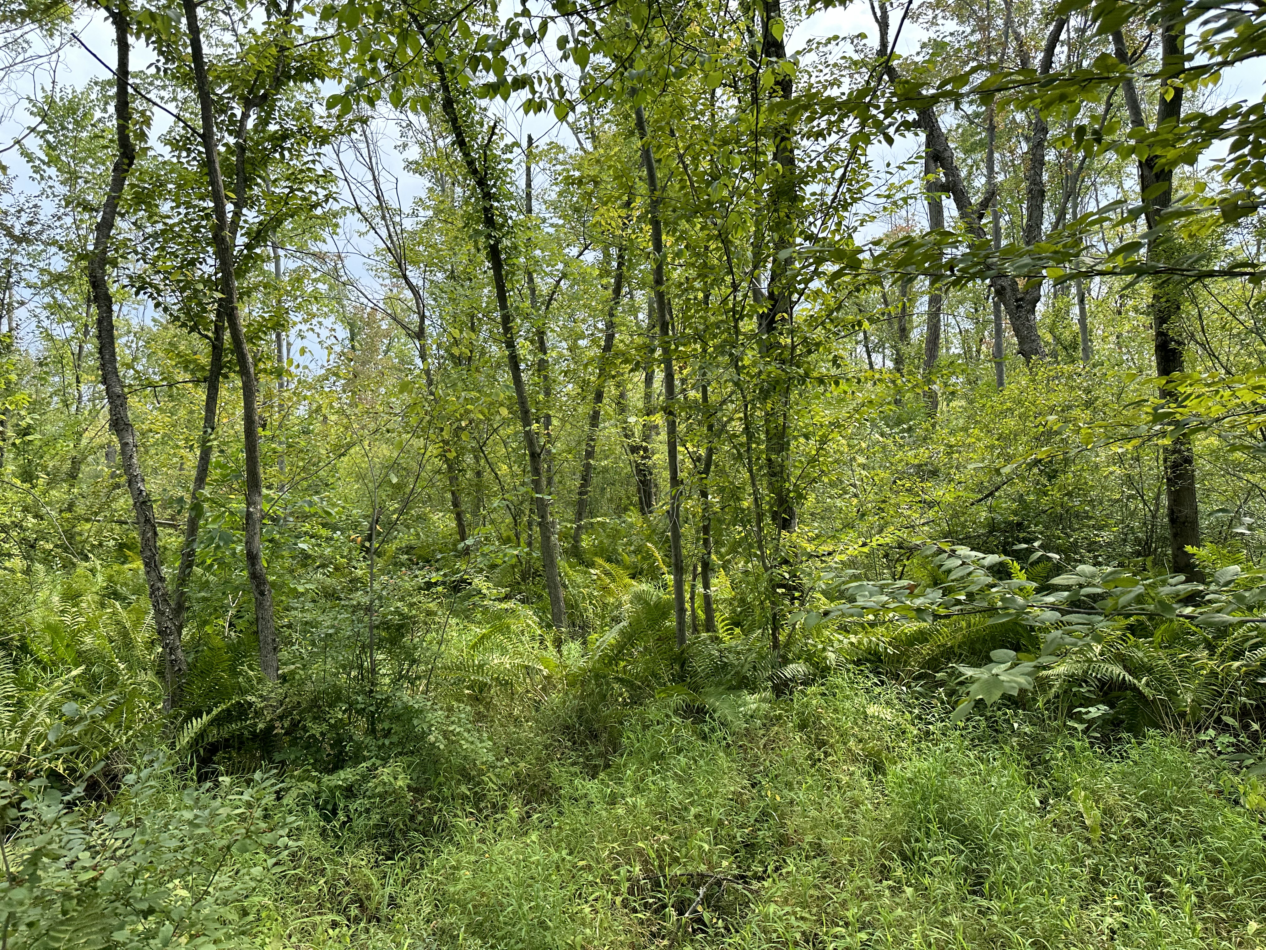 Photo near Indiana Dunes